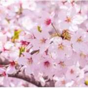 ヒメ日記 2026/04/08 14:54 投稿 せつな 熟女の風俗最終章 仙台店