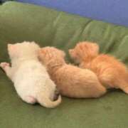 ヒメ日記 2026/04/15 22:04 投稿 せつな 熟女の風俗最終章 仙台店