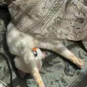 ヒメ日記 2026/04/16 12:47 投稿 せつな 熟女の風俗最終章 仙台店