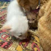 ヒメ日記 2026/04/18 19:14 投稿 せつな 熟女の風俗最終章 仙台店