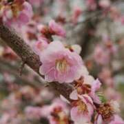 ヒメ日記 2026/04/03 23:00 投稿 南あずさ 宇都宮回春性感クリニック