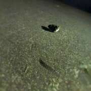 ヒメ日記 2026/04/07 23:50 投稿 南あずさ 宇都宮回春性感クリニック