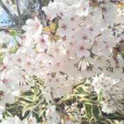 ヒメ日記 2026/04/26 15:01 投稿 高輪ゆめ ABC 岩手ソープ