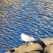 ヒメ日記 2026/04/02 20:18 投稿 まゆ 素人妻達☆マイふぇらレディー
