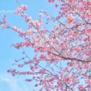 ヒメ日記 2026/04/03 14:14 投稿 のん 体感サロン マチルダとベロニカ