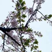 ヒメ日記 2026/04/07 09:40 投稿 井上ゆかり 五十路マダムエクスプレス横浜店（カサブランカグループ）