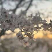 ヒメ日記 2026/04/05 20:29 投稿 日高 きよは ハレ系 福岡DEまっとる。＆ひよこ治療院