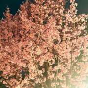 ヒメ日記 2026/04/09 07:35 投稿 しいな 渋谷蘭の会