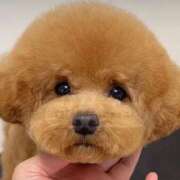 ヒメ日記 2026/04/11 08:45 投稿 しいな 渋谷蘭の会