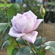 ヒメ日記 2026/04/23 13:45 投稿 しいな 渋谷蘭の会