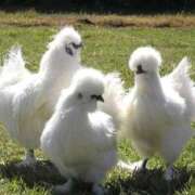 ヒメ日記 2026/04/26 08:23 投稿 しいな 渋谷蘭の会