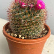 ヒメ日記 2026/03/31 19:06 投稿 かほ ちゃんこ東大阪 布施・長田店