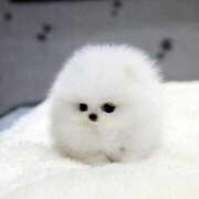 ヒメ日記 2026/04/24 11:16 投稿 早島さりな コウテイ