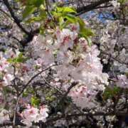 『さな』 お花見🌸 ESSENCE