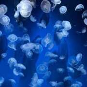 ヒメ日記 2026/04/17 20:03 投稿 恵(めぐみ) DIVA-ディーバ-【DIVAグループ】