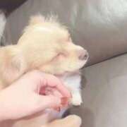 ヒメ日記 2026/04/01 09:48 投稿 ねむ 白いぽっちゃりさん仙台店