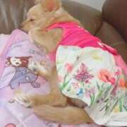 ヒメ日記 2026/04/01 21:33 投稿 ねむ 白いぽっちゃりさん仙台店