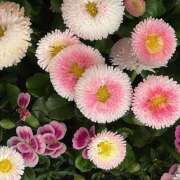 ヒメ日記 2026/04/06 15:36 投稿 ゆめか 人妻癒し倶楽部