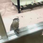 ヒメ日記 2026/04/17 11:41 投稿 白石さくら 渋谷ミルク