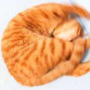 ヒメ日記 2026/03/31 21:50 投稿 桜井りょうこ 川崎南町 素敵な奥様（川崎ハレ系）