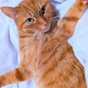 ヒメ日記 2026/04/01 22:25 投稿 桜井りょうこ 川崎南町 素敵な奥様（川崎ハレ系）