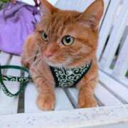 ヒメ日記 2026/04/19 21:20 投稿 桜井りょうこ 川崎南町 素敵な奥様（川崎ハレ系）