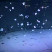 なるせ お誕生日🌟 ビギナーズ神戸
