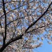 ヒメ日記 2026/04/03 00:20 投稿 西澤ことは グランエステ東京 品川（シンデレラグループ）