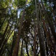 ヒメ日記 2026/04/03 20:18 投稿 いずみ 角海老石亭