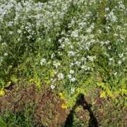 ヒメ日記 2026/04/04 14:48 投稿 いずみ 角海老石亭