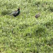 ヒメ日記 2026/04/14 07:52 投稿 いずみ 角海老石亭