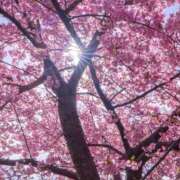 ヒメ日記 2026/04/23 14:54 投稿 倉持 さやか 一夜妻　大阪ミナミ店