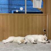 ヒメ日記 2026/04/09 08:01 投稿 みお BUNNY（バニー）十三店