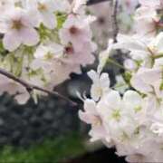 ヒメ日記 2026/04/12 11:00 投稿 さやか 横浜人妻セレブリティ（ユメオト）