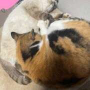 ヒメ日記 2026/04/03 22:55 投稿 れむ まじらぶ！