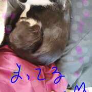 ヒメ日記 2026/04/12 12:22 投稿 亜美 ぎんねこ