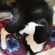 ヒメ日記 2026/04/26 12:23 投稿 亜美 ぎんねこ