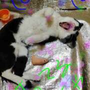 ヒメ日記 2026/05/06 12:10 投稿 亜美 ぎんねこ