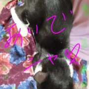 亜美 😽1６時から出勤 ぎんねこ
