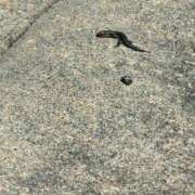 ヒメ日記 2026/04/03 16:45 投稿 みるく Ace(エース)