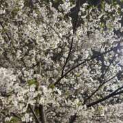 ヒメ日記 2026/04/04 22:21 投稿 明穂/あきほ 五反田アネージュ（ユメオト）