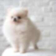 ヒメ日記 2026/04/03 17:43 投稿 ゆかり Welcome Cafe(ウェルカムカフェ) 八王子本店