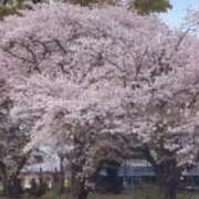 ヒメ日記 2026/04/07 11:23 投稿 こより【結】 恵比寿コレクション　久留米本店