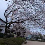 ヒメ日記 2026/04/02 22:43 投稿 ともこ【結】 恵比寿コレクション　久留米本店