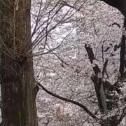 ヒメ日記 2026/04/05 19:13 投稿 なごみ【結】 恵比寿コレクション　久留米本店