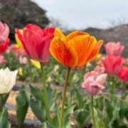 ヒメ日記 2026/04/09 17:46 投稿 ふうか【妃】 恵比寿コレクション　久留米本店