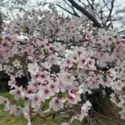 ヒメ日記 2026/04/02 22:53 投稿 まりこ【結】 恵比寿コレクション　久留米本店