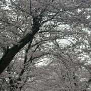 ヒメ日記 2026/04/02 23:03 投稿 まりこ【結】 恵比寿コレクション　久留米本店