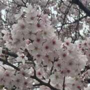 ヒメ日記 2026/04/02 23:16 投稿 まりこ【結】 恵比寿コレクション　久留米本店