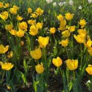 まりこ【結】 4月11日金曜日のお礼です💕 恵比寿コレクション　久留米本店